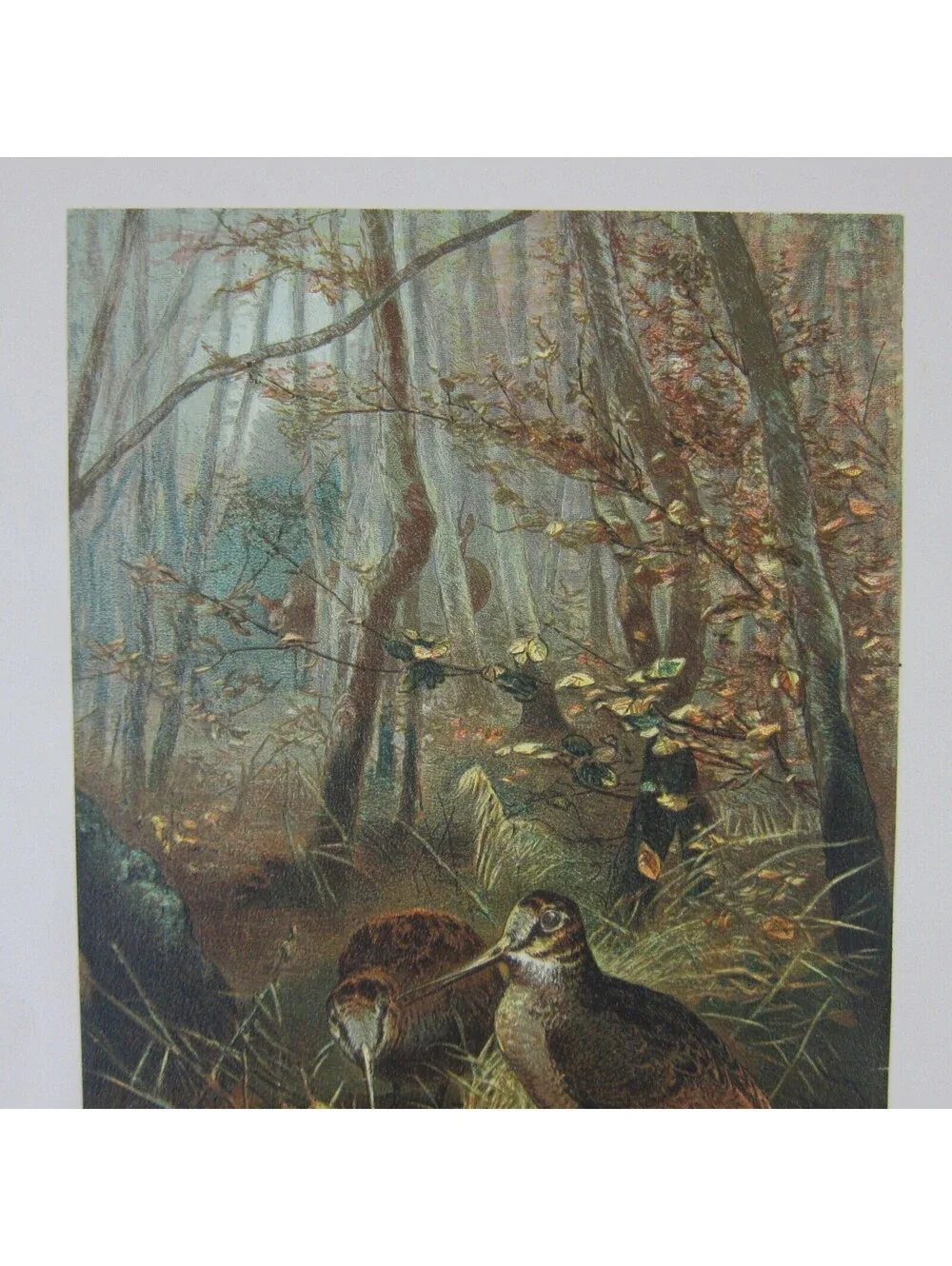Antique 1898 Victorian Art Bird Print Lithograph Woodcock in Forest Louis Prang